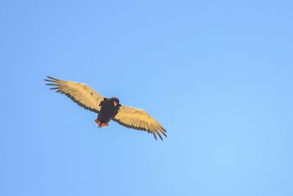 Bateleur Eagle (Gycklarörn)