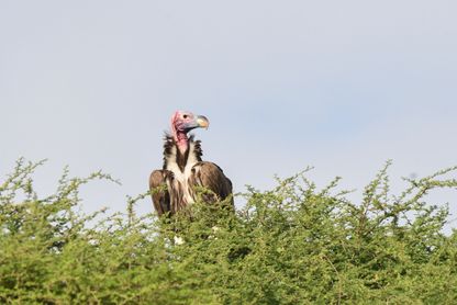 Lapped-faced Vulture (Örongam)