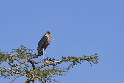 Marabou stork (Marabou Stork)