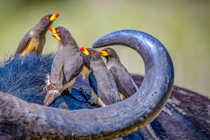 Yellow-billed oxpecker (Oxhackare)