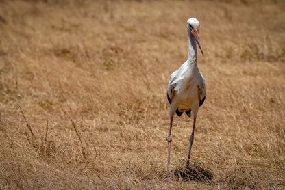 White stork (Vit Stork)