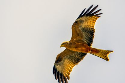 Yellow-Billed Kite (Gulnäbbad Glada)