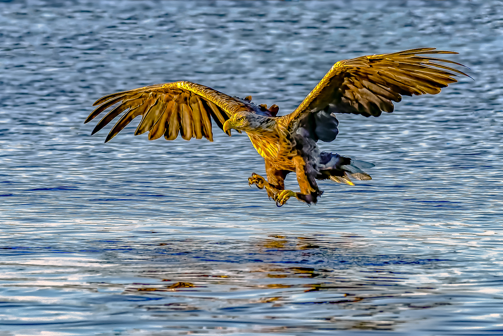 Havsörn