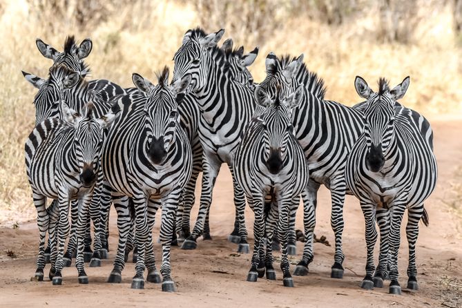 Zebras in Tarangire, Tanzania